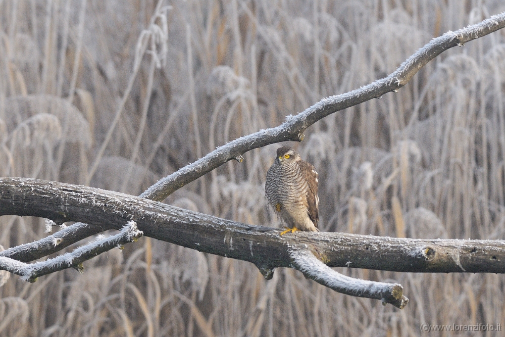 Accipiter nisus (Sparviere).jpg